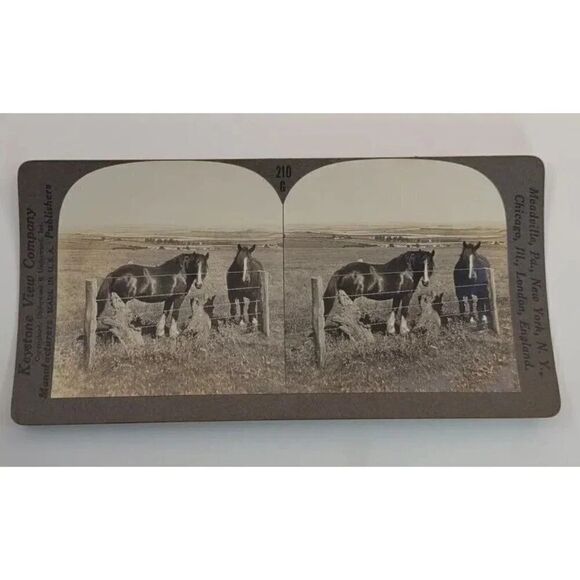 Shire Draft Horses Photograph Keystone Stereoview Card - Picture 1 of 9